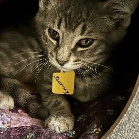 Journey - Handsome Kitten, a ADOPTABLE Tabby in Hoquiam, WA image 3/6