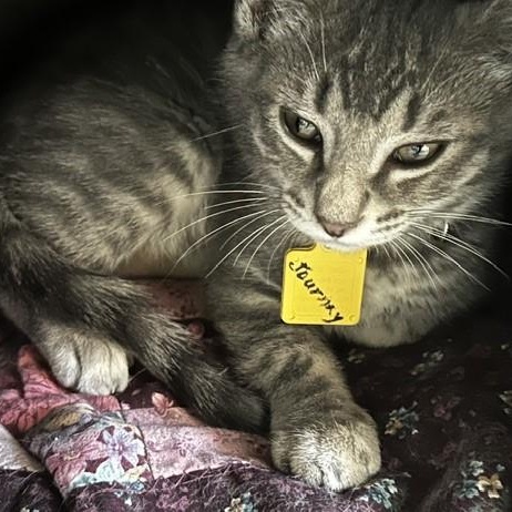 Journey - Handsome Kitten, a ADOPTABLE Tabby in Hoquiam, WA image 6/6
