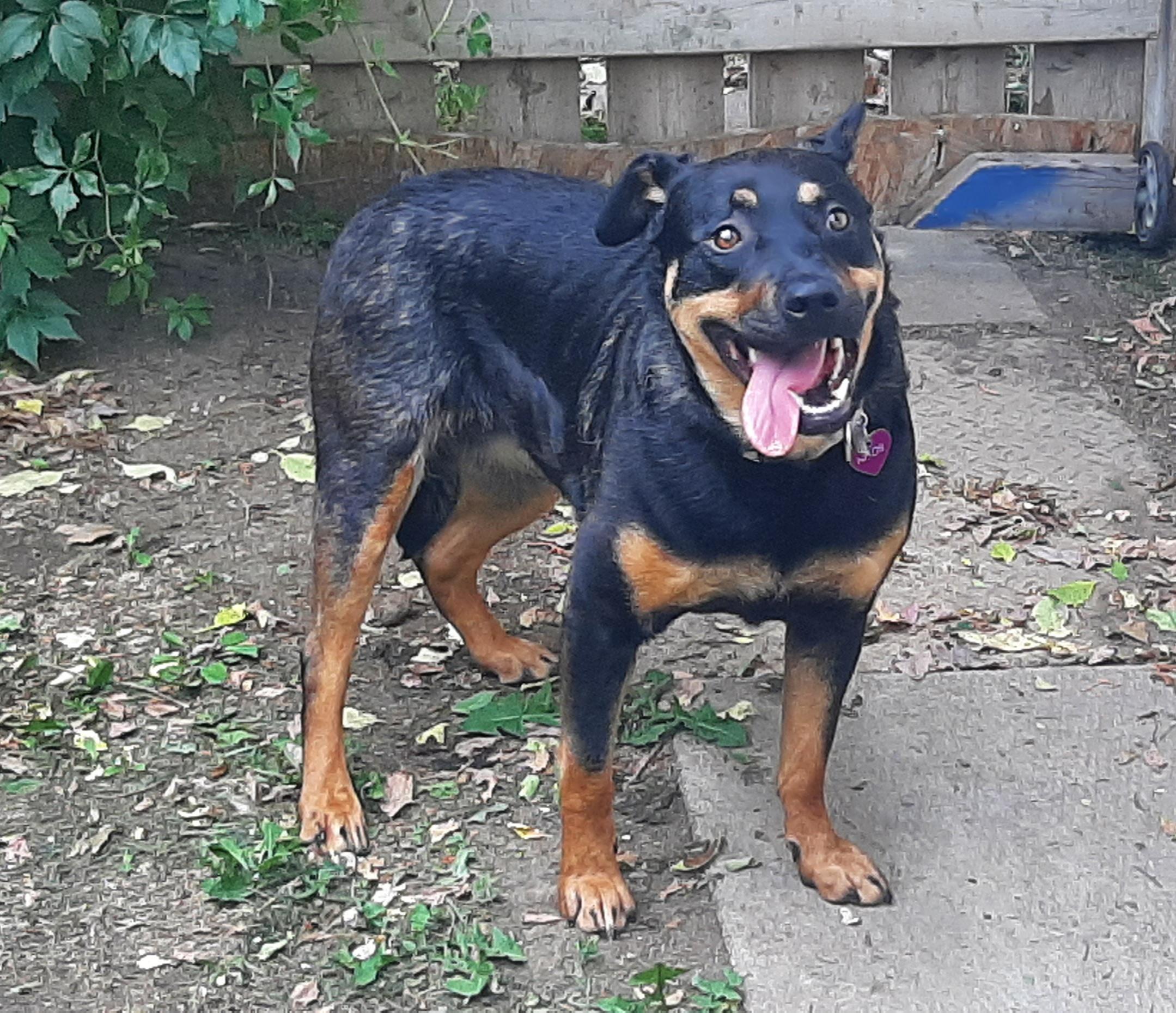 Enlarge Mole, a ADOPTABLE Mixed Breed in Saskatoon, SK image 4/5