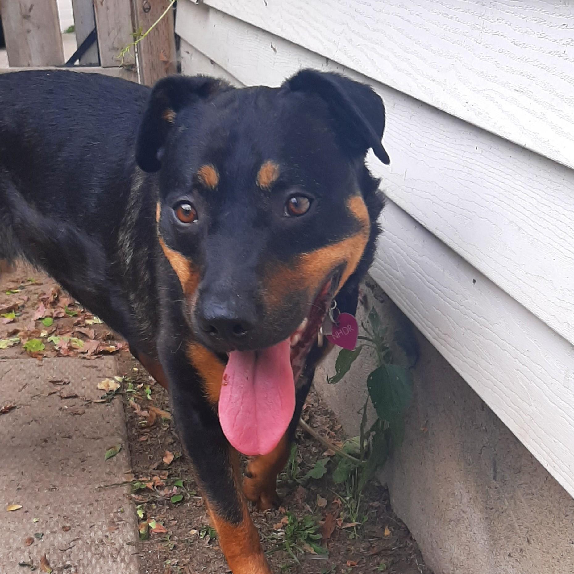 Enlarge Mole, a ADOPTABLE Mixed Breed in Saskatoon, SK image 5/5