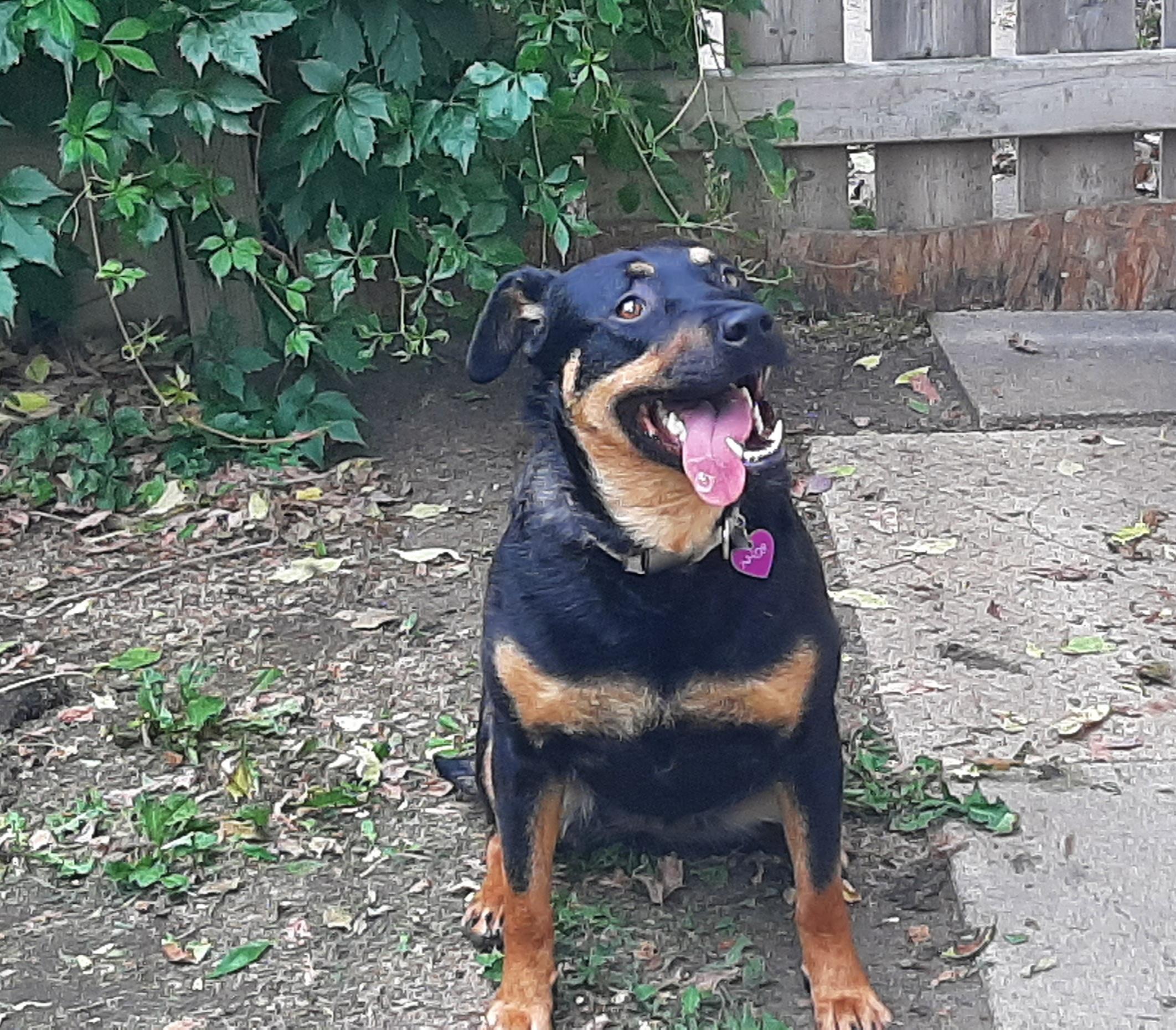 Enlarge Mole, a ADOPTABLE Mixed Breed in Saskatoon, SK image 3/5