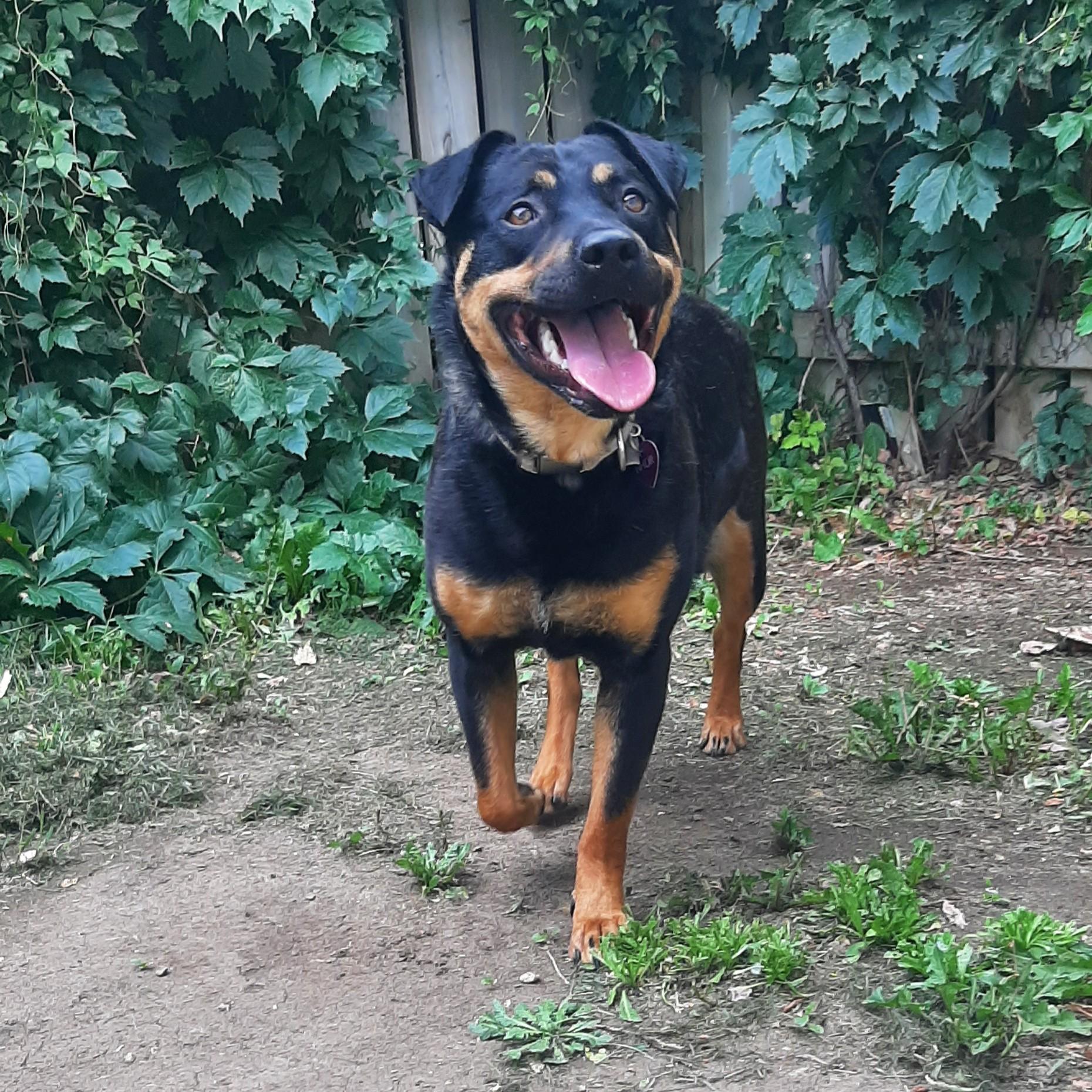 Enlarge Mole, a ADOPTABLE Mixed Breed in Saskatoon, SK image 2/5
