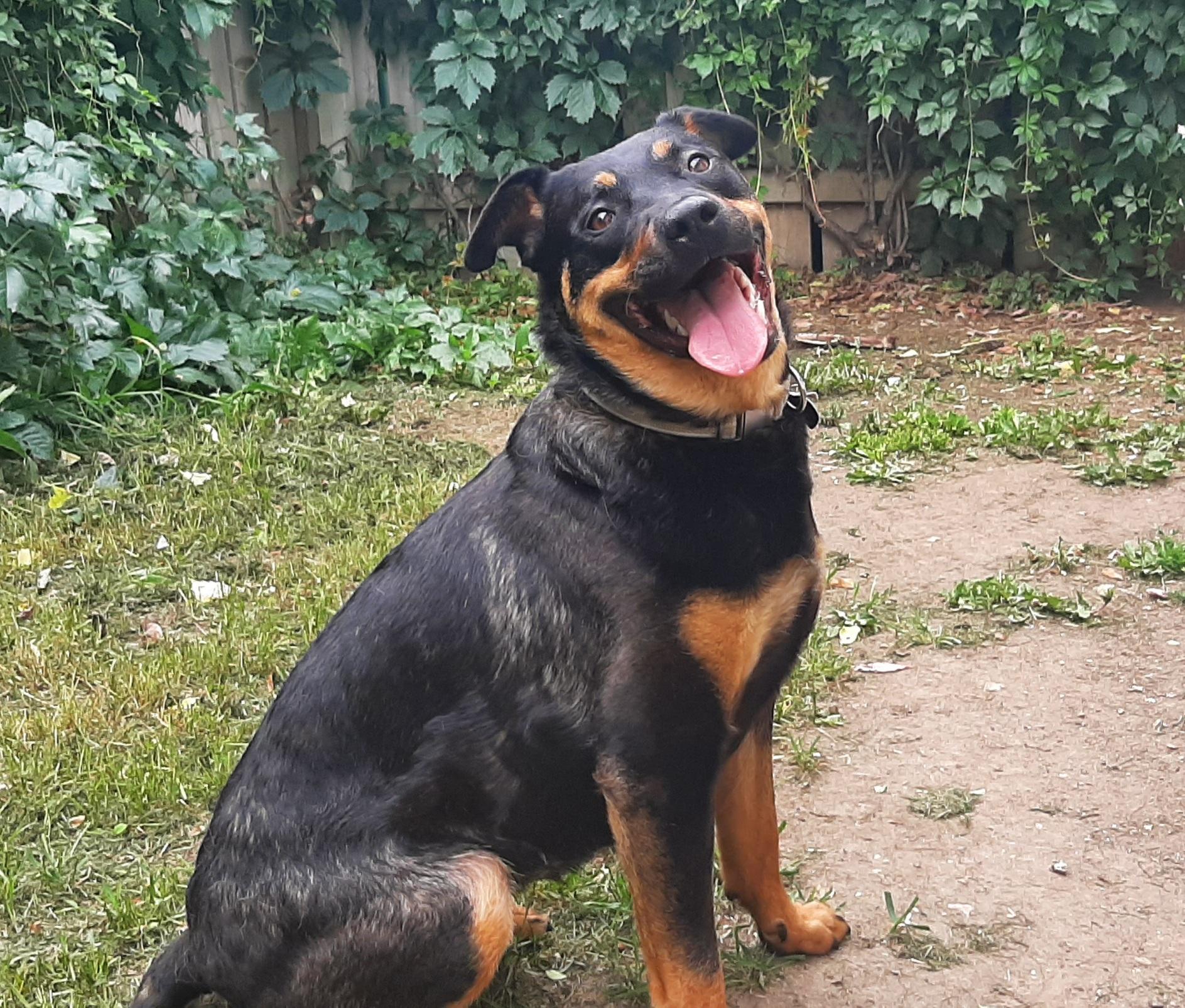 Mole, ADOPTABLE, Young Female Mixed Breed.