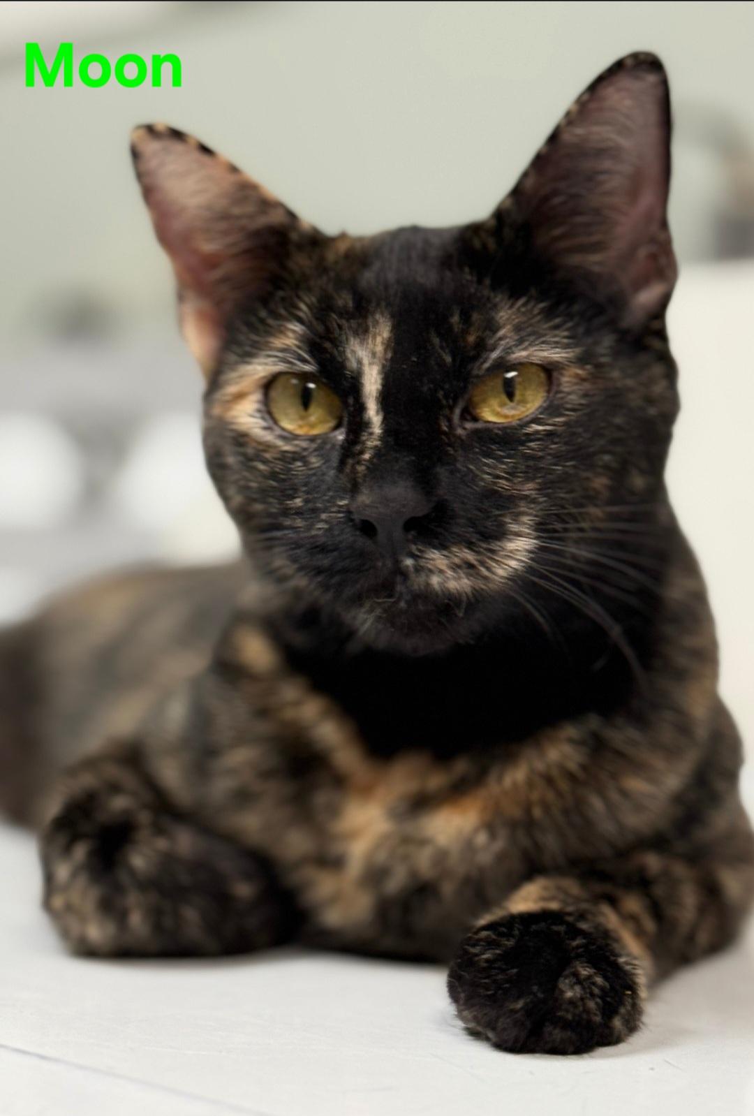 Enlarge Moon, an adoptable Domestic Short Hair in Aurora, NE image 1/2