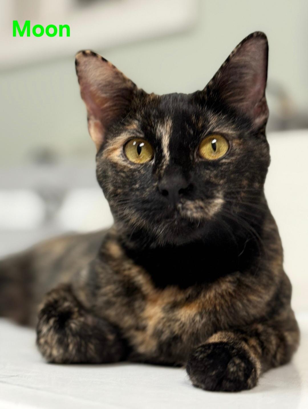 Enlarge Moon, an adoptable Domestic Short Hair in Aurora, NE image 2/2