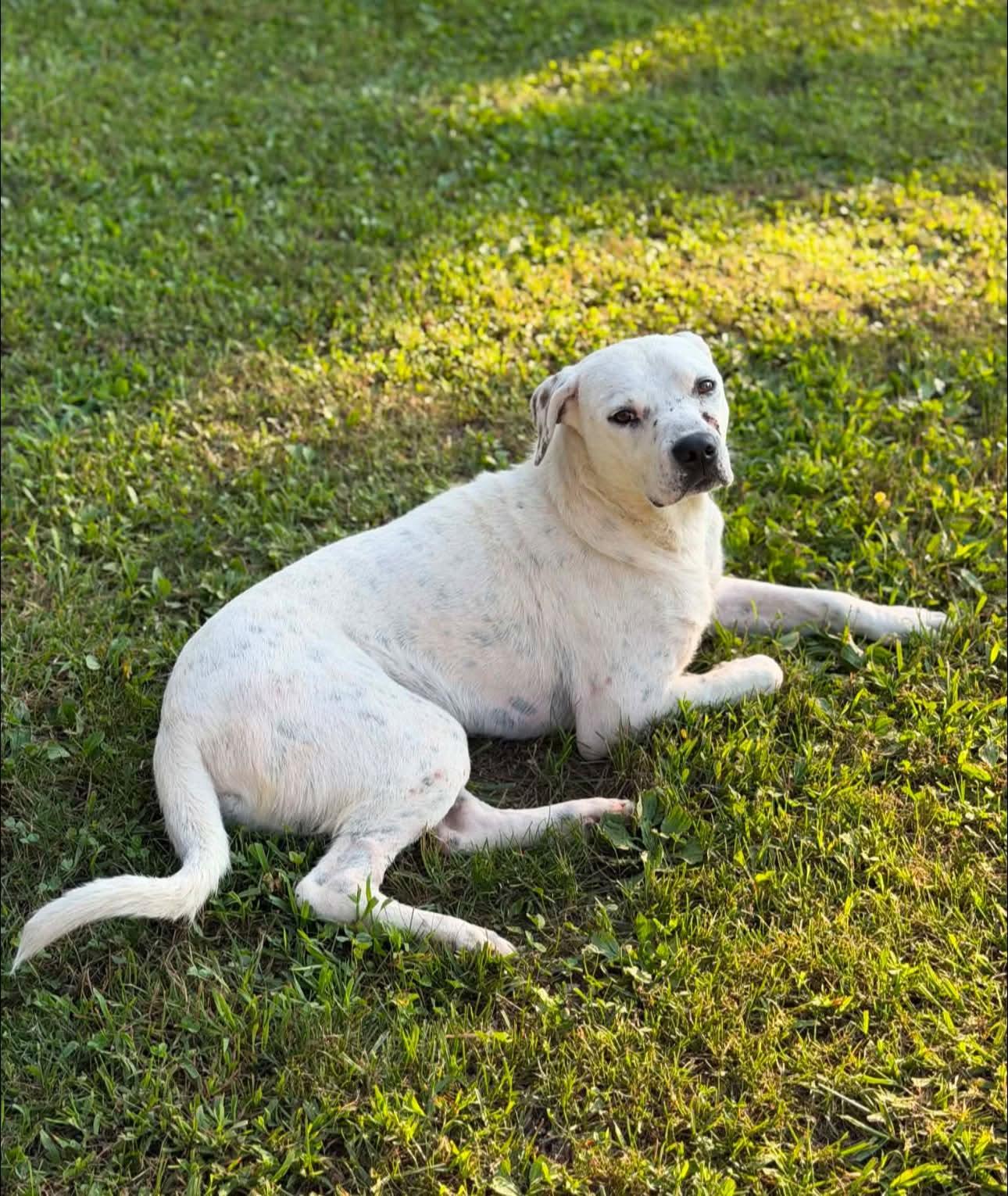 Ollie  *foster needed*, Adoptable, Adult Male Mixed Breed.