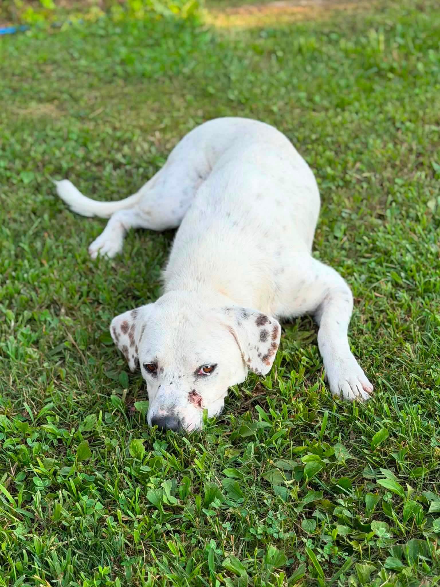 Enlarge Ollie  *foster needed*, a Adoptable Mixed Breed in Crystal, MN image 2/3