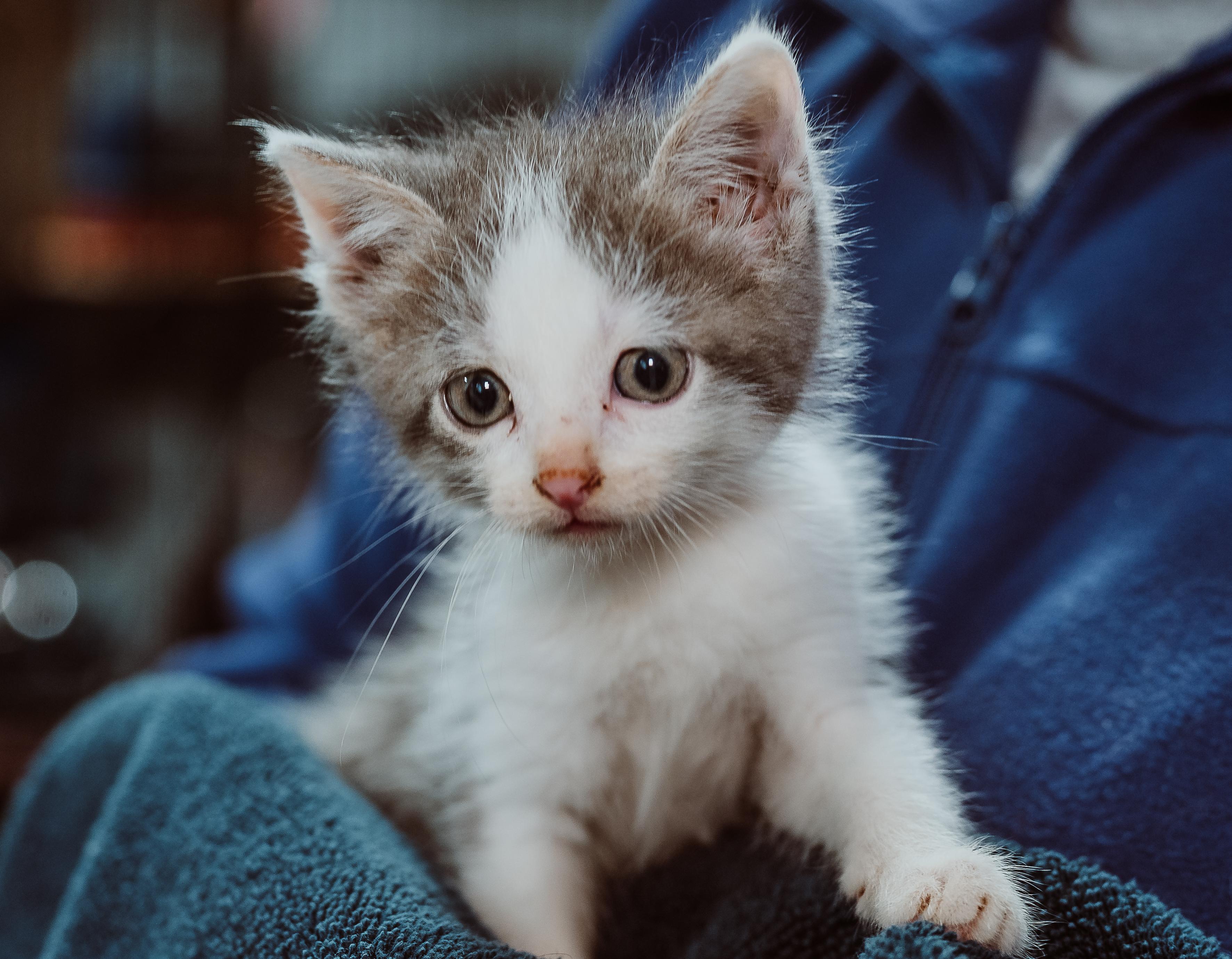 Everett (Red Collar), Adoptable, Kitten Male Domestic Short Hair.