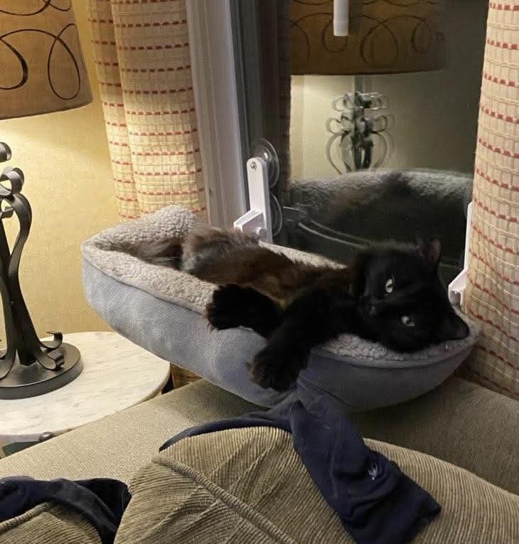Enlarge Poppy, a Adoptable Domestic Long Hair in Fair Haven, VT image 2/3