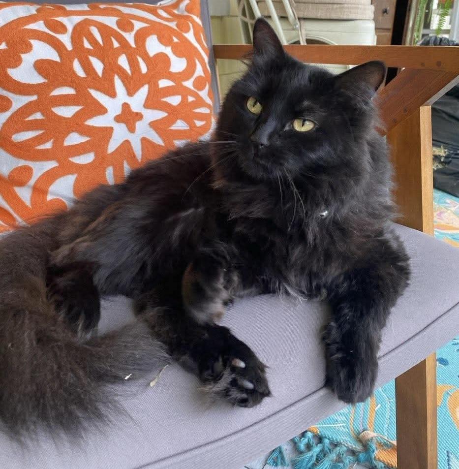Enlarge Poppy, a Adoptable Domestic Long Hair in Fair Haven, VT image 1/3