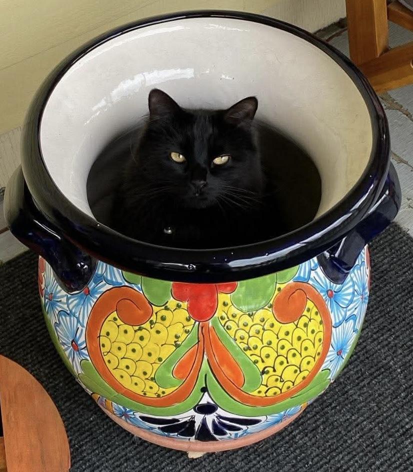 Enlarge Poppy, a Adoptable Domestic Long Hair in Fair Haven, VT image 3/3