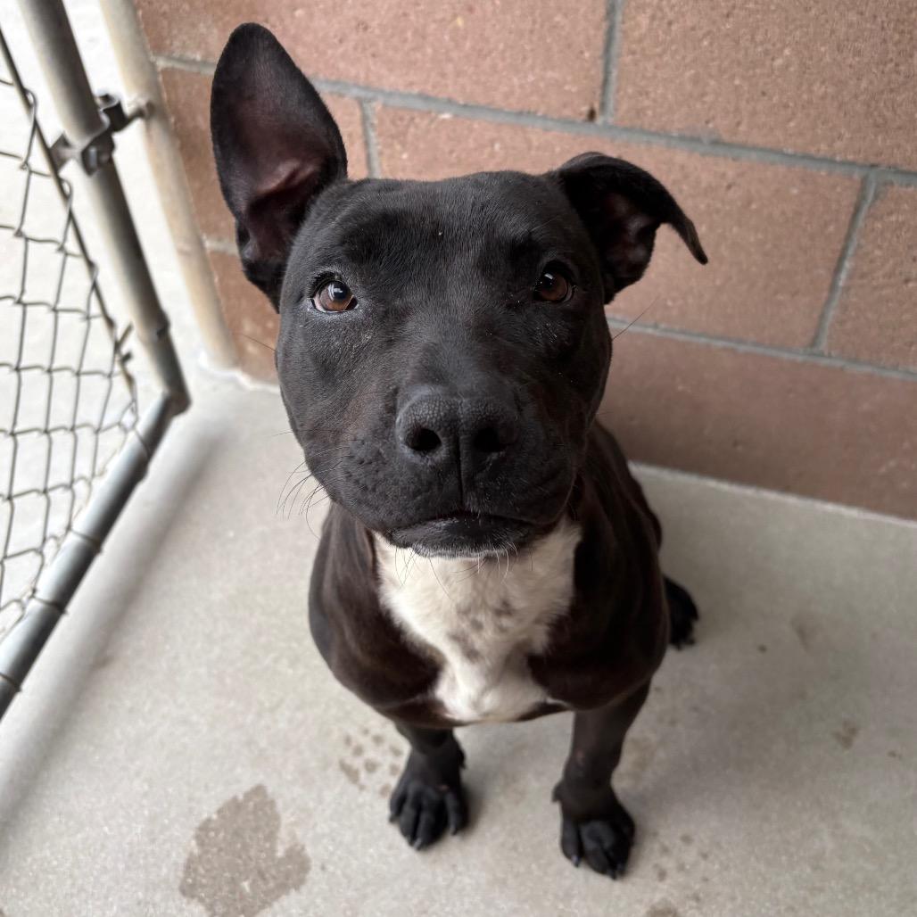 Wiggles, a Adoptable mixed breed in Santa Barbara, CA image 1/6