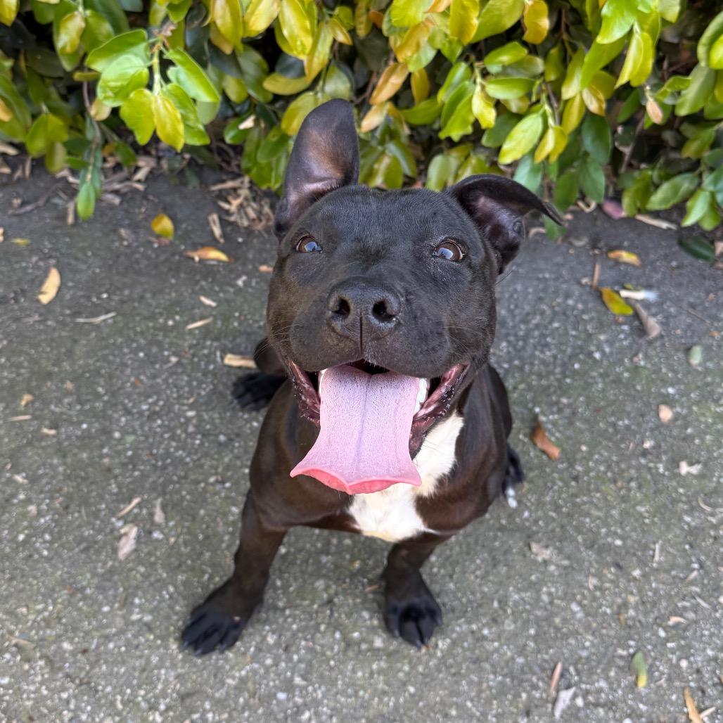 Wiggles, a Adoptable mixed breed in Santa Barbara, CA image 2/6