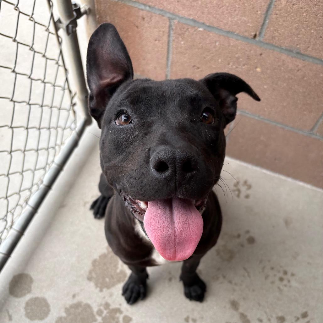 Wiggles, a Adoptable mixed breed in Santa Barbara, CA image 3/6