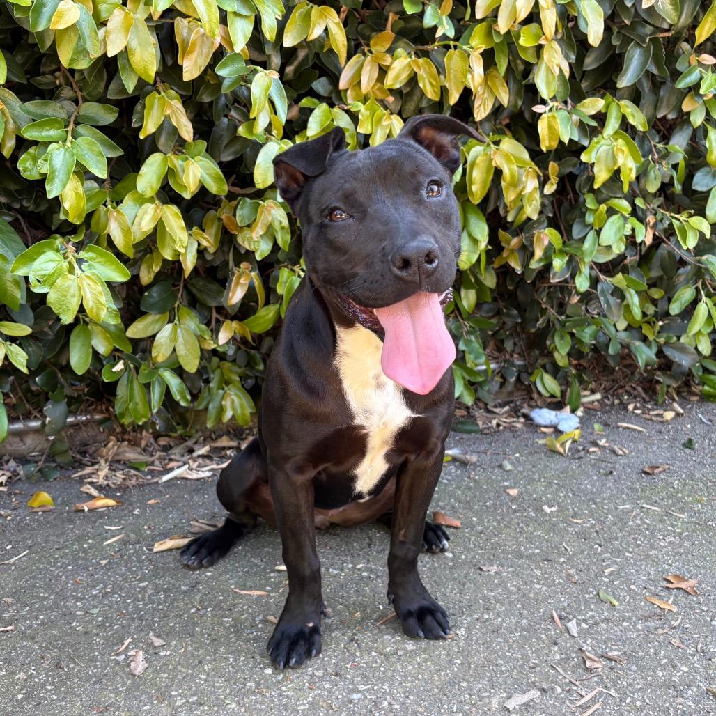 Wiggles, a Adoptable mixed breed in Santa Barbara, CA image 4/6