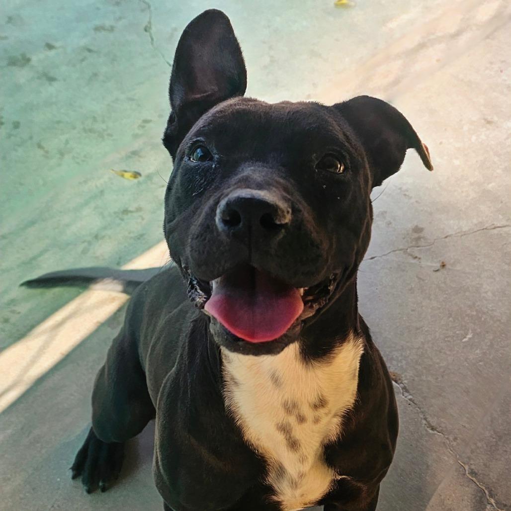 Wiggles, a Adoptable mixed breed in Santa Barbara, CA image 5/6