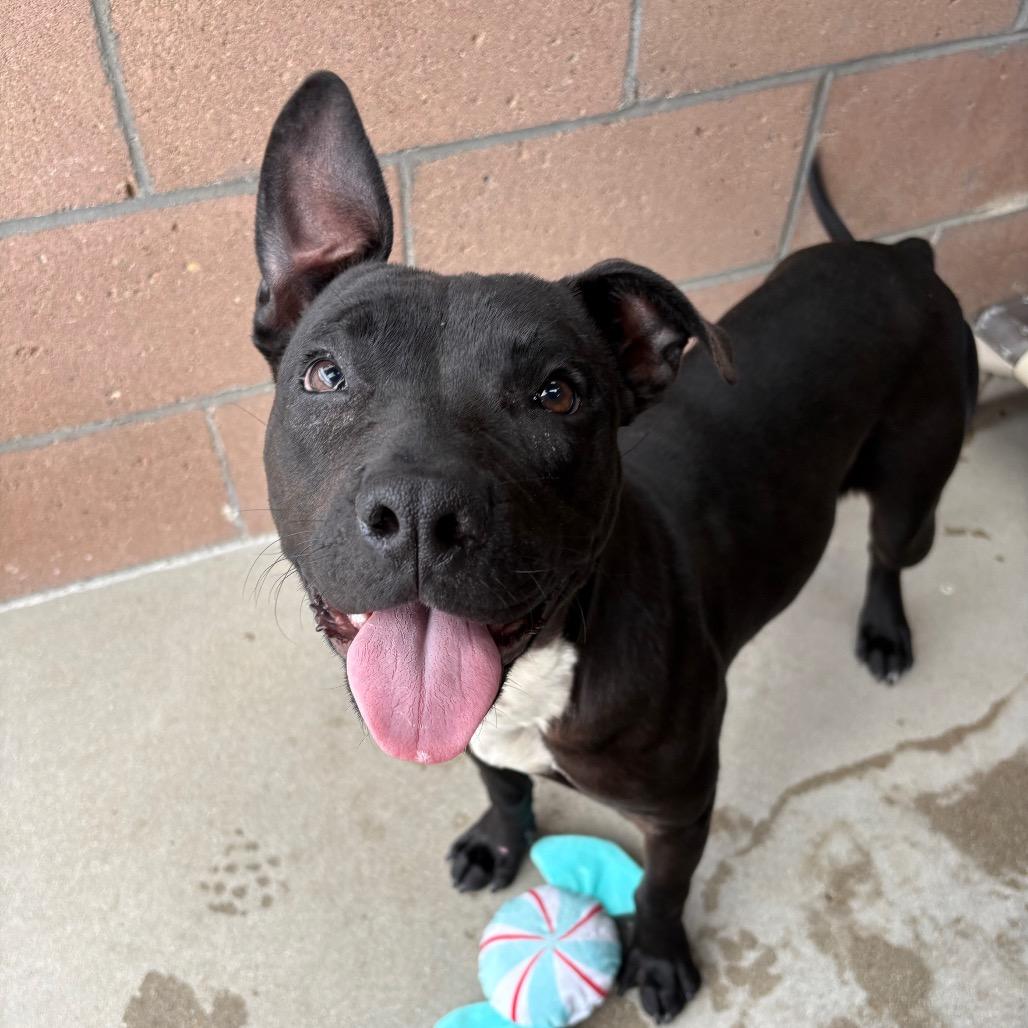 Wiggles, a Adoptable mixed breed in Santa Barbara, CA image 6/6