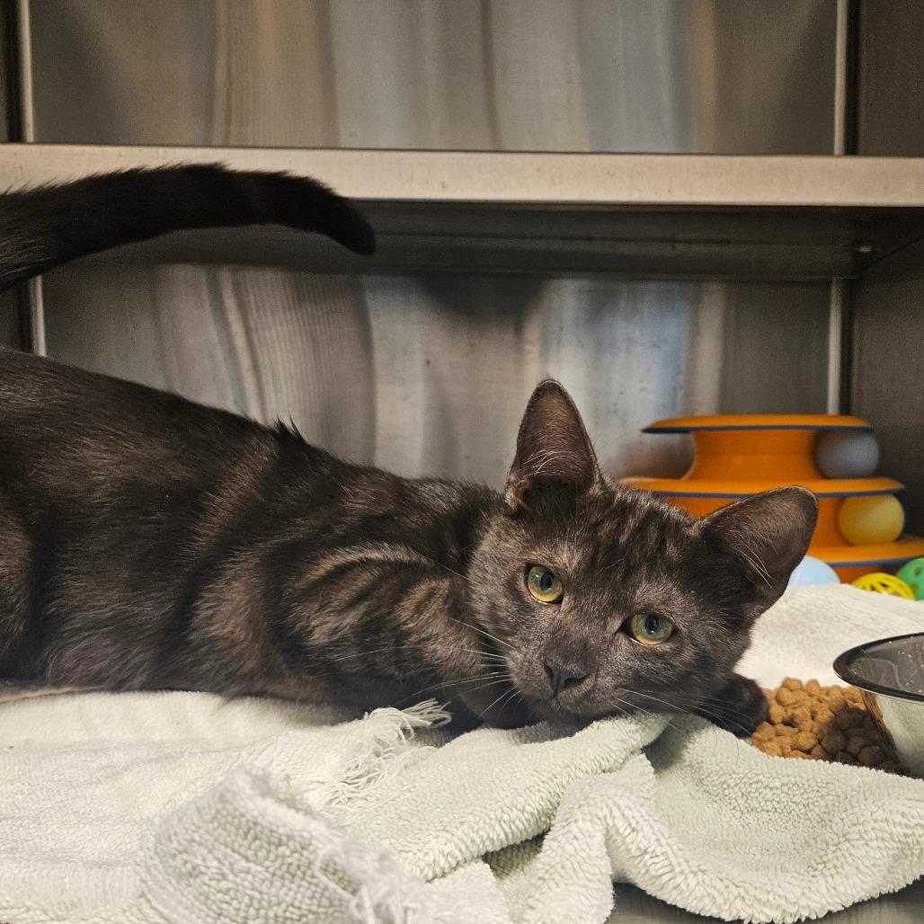 Enlarge Zucchini, a Adoptable Domestic Short Hair in Los Angeles, CA image 1/1