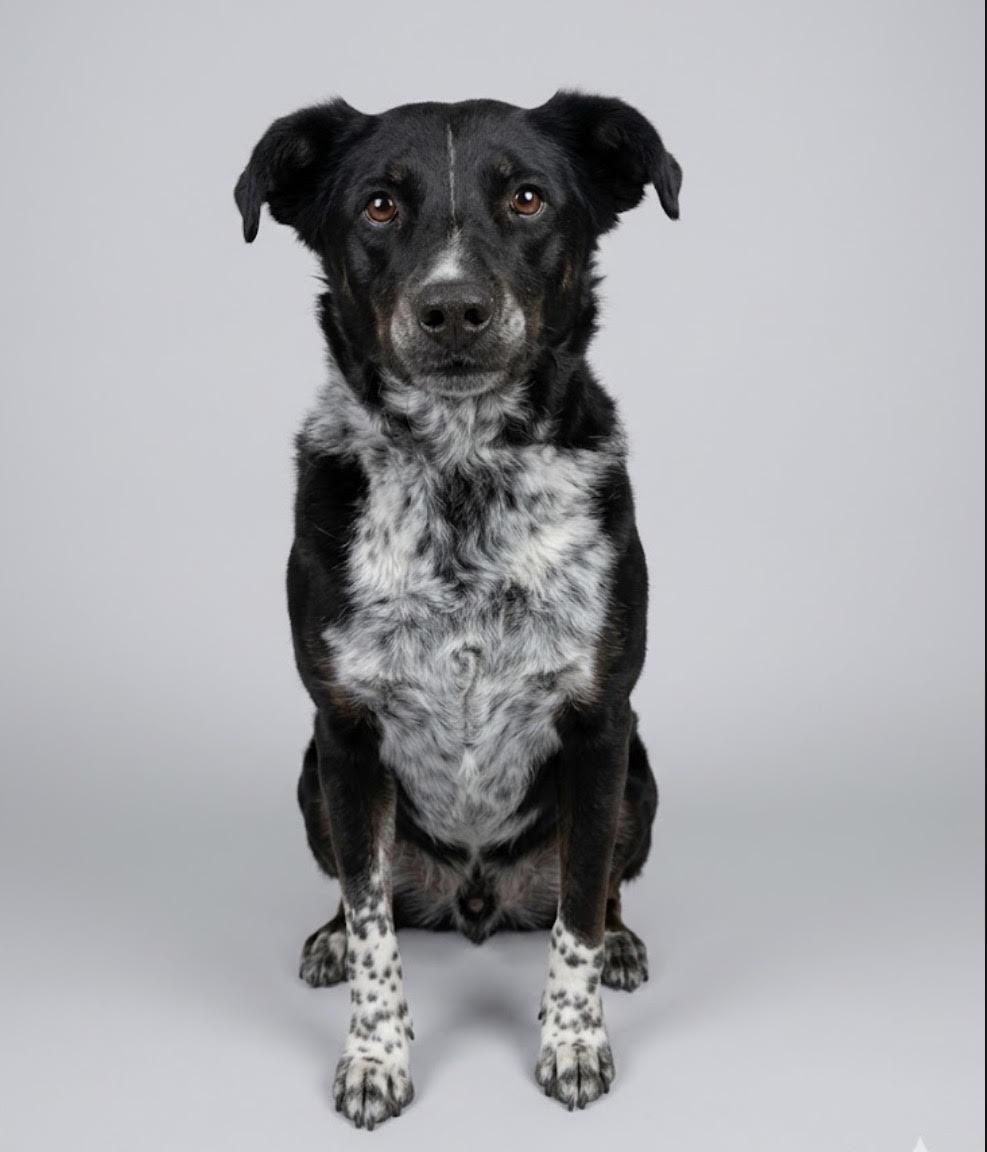 Duke, ADOPTABLE, Senior Male Mixed Breed.