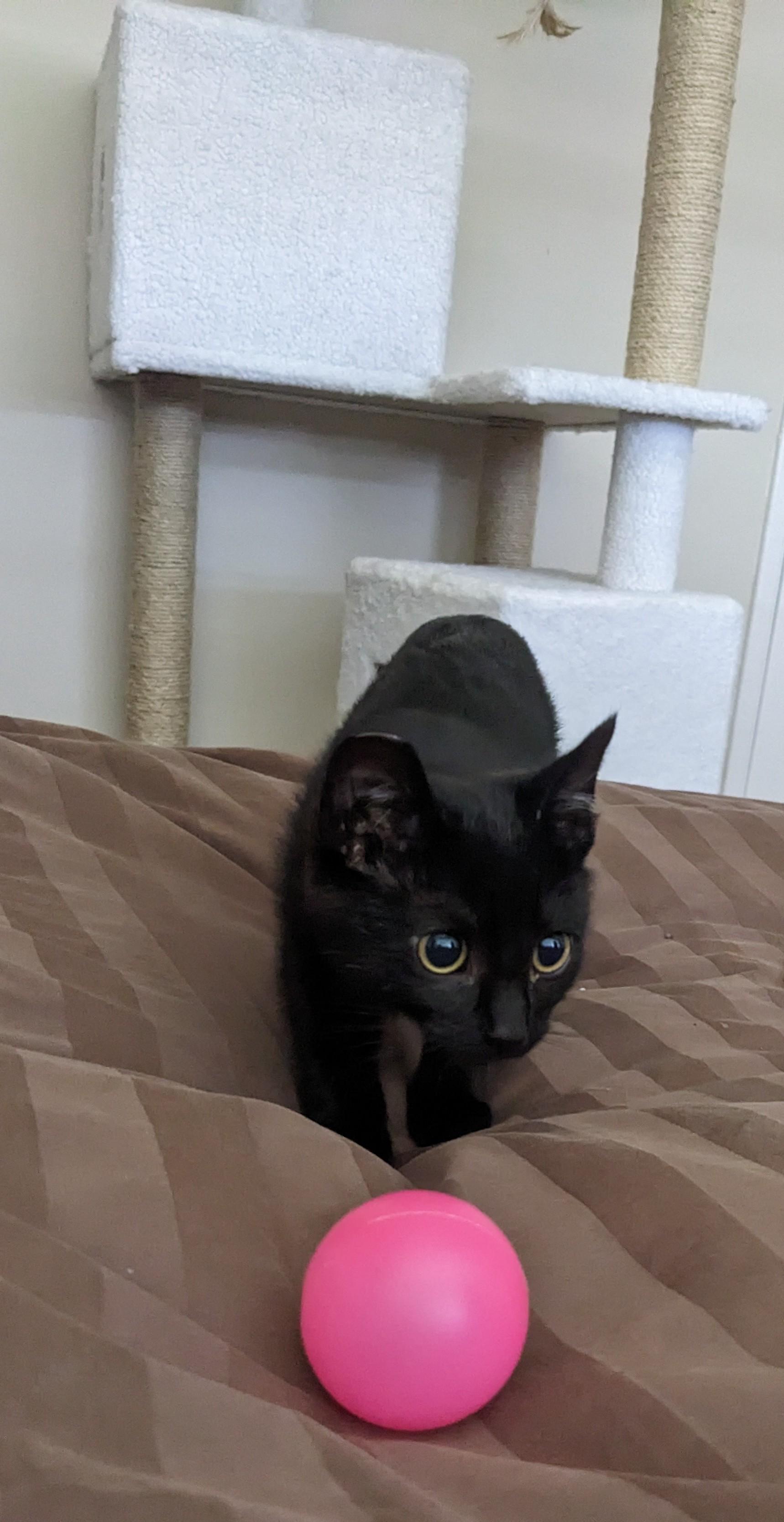 Chia, Baby Male Domestic Short Hair