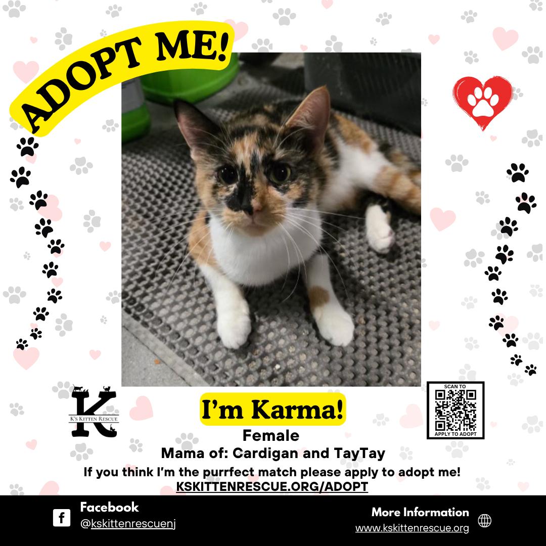 Enlarge Karma, a Adoptable Domestic Short Hair in Brick, NJ image 1/1