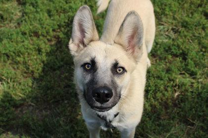 Luca