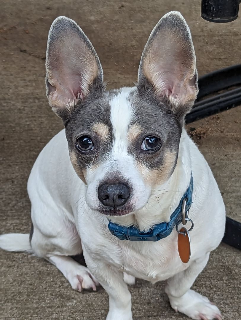 Milo, a Adoptable Chihuahua in Ozone Park, NY image 5/5