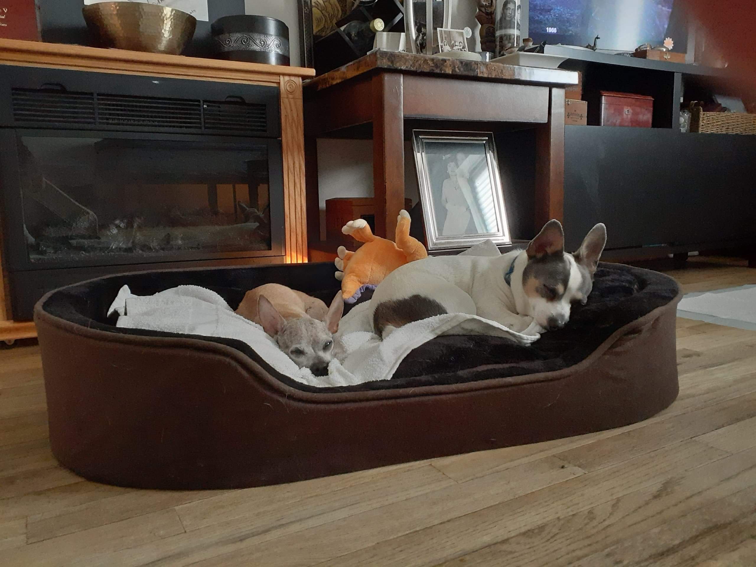 Milo, a Adoptable Chihuahua in Ozone Park, NY image 2/5