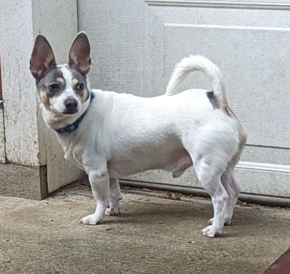Milo, a Adoptable Chihuahua in Ozone Park, NY image 3/5