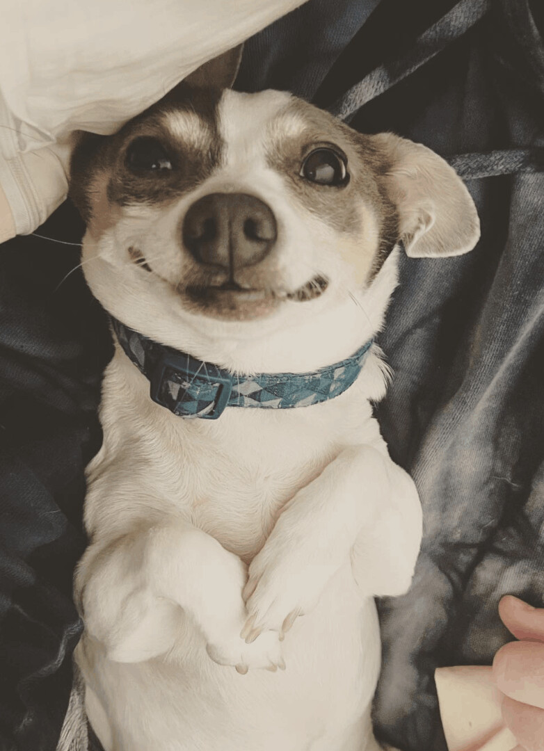 Milo, a Adoptable Chihuahua in Ozone Park, NY image 4/5