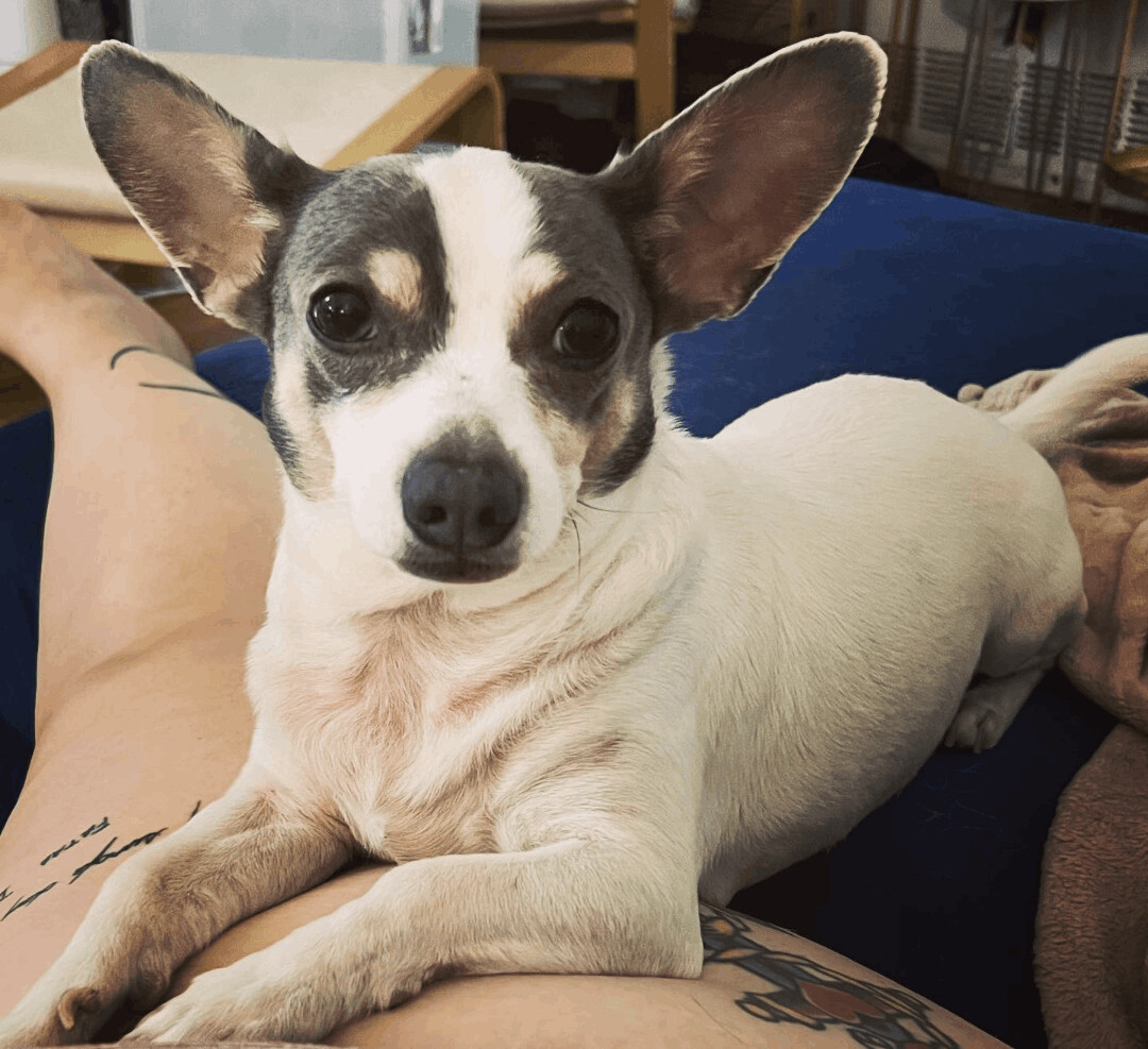 Milo, a Adoptable Chihuahua in Ozone Park, NY image 1/5