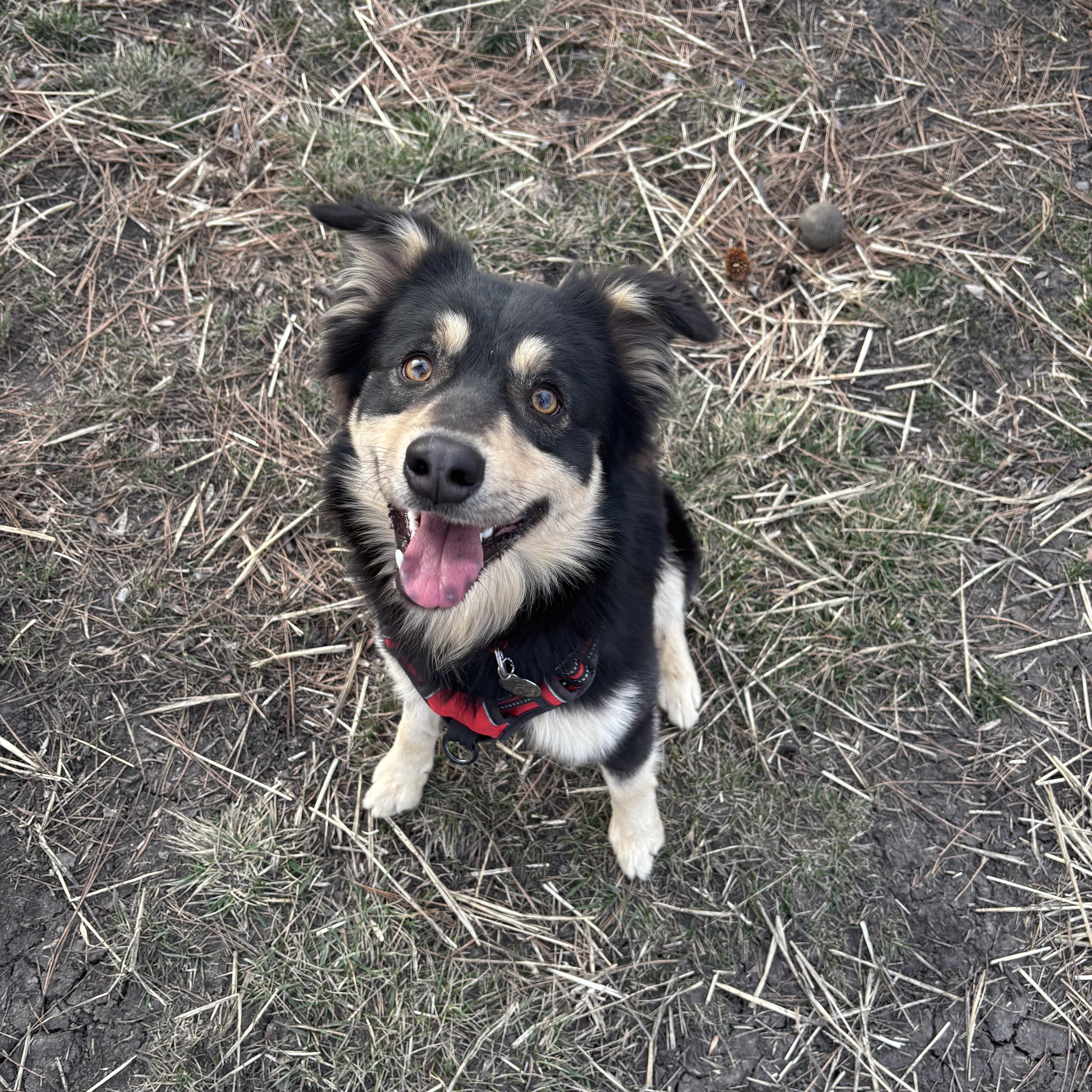 Jake, adopted, Adult Male Australian Shepherd.