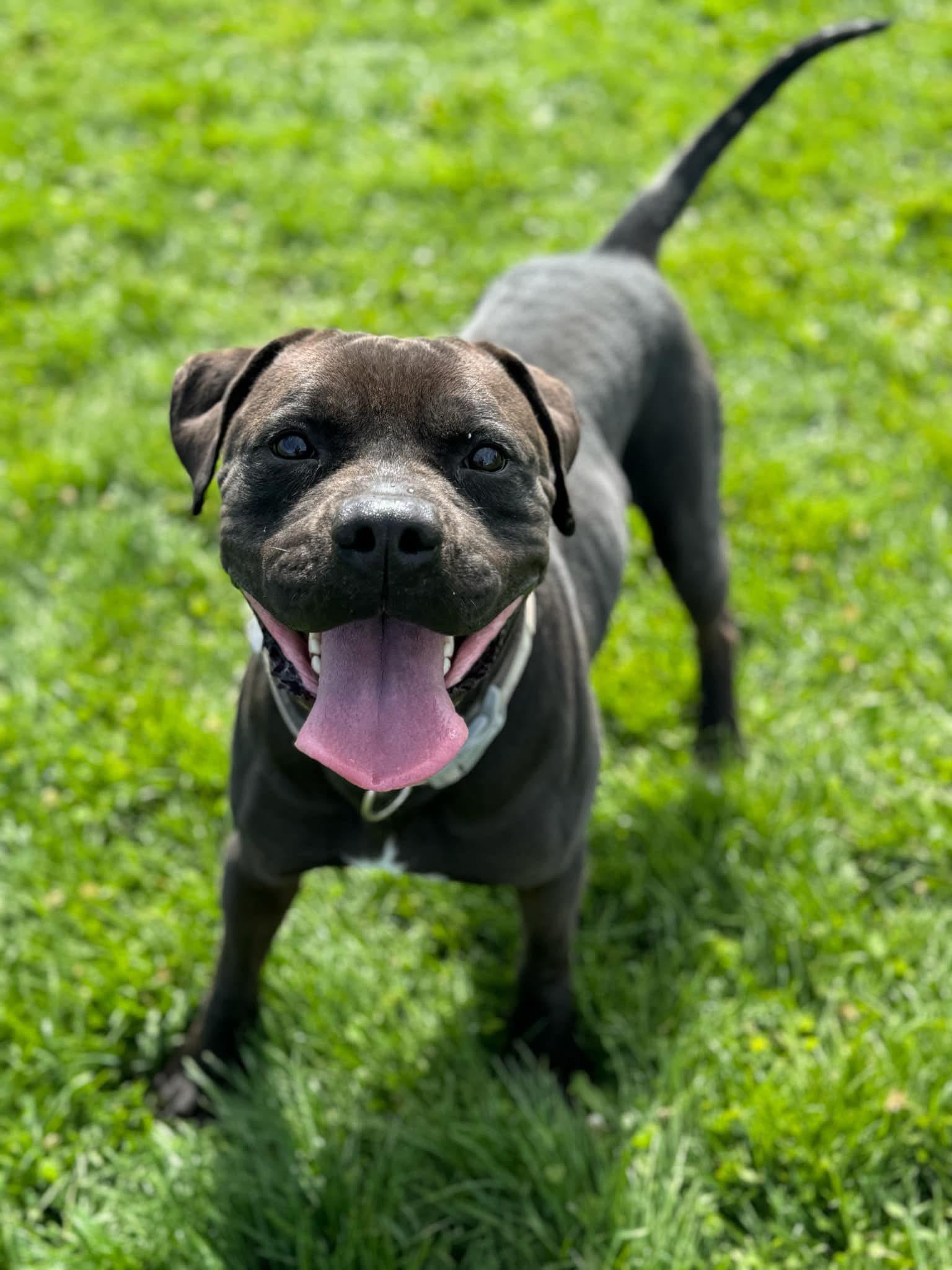 Enlarge Chewy, a Adoptable mixed breed in Prineville, OR image 1/6