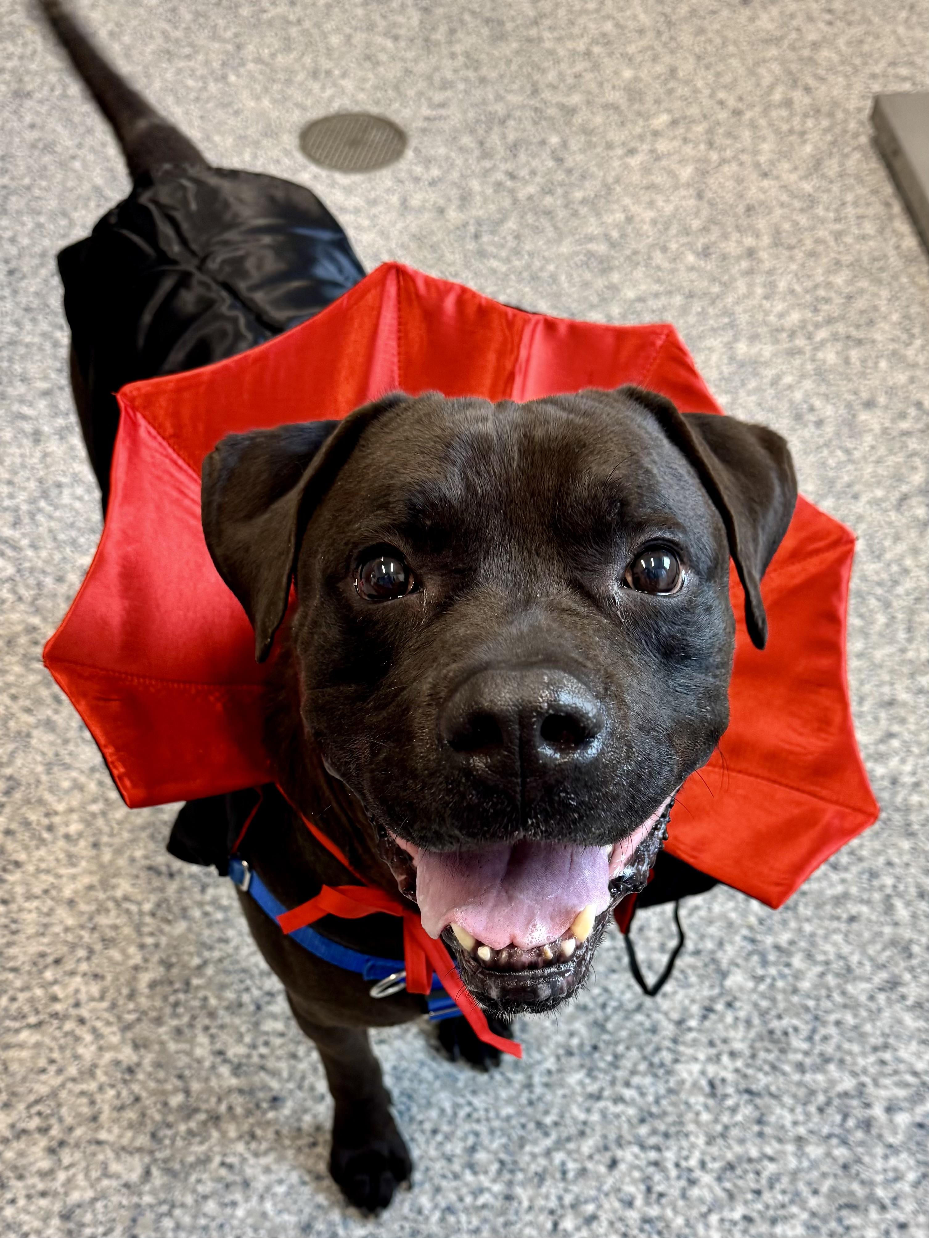 Chewy, Adoptable, Adult Male Pit Bull Terrier.