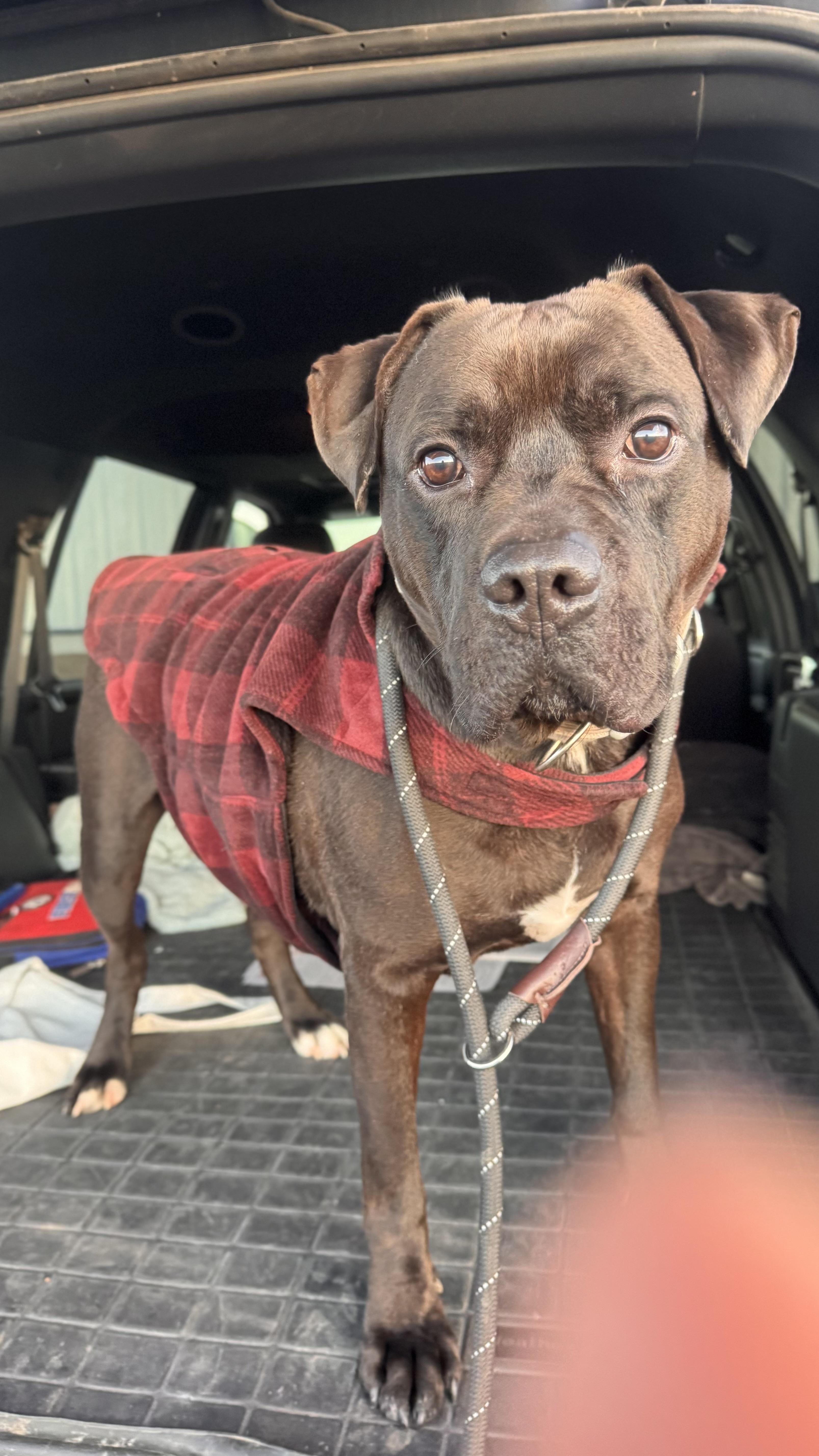 Enlarge Chewy, a Adoptable mixed breed in Prineville, OR image 6/6