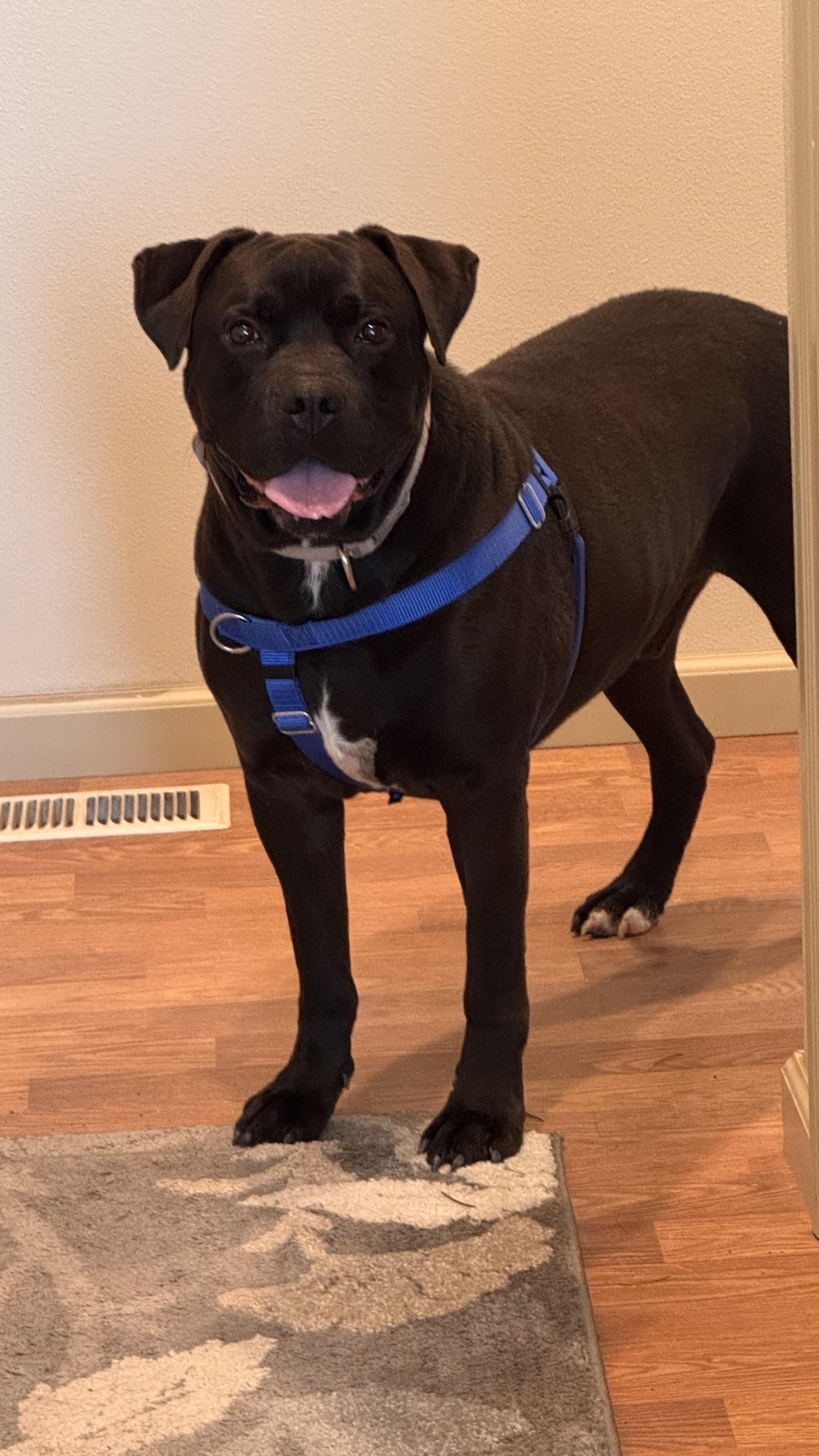 Enlarge Chewy, a Adoptable mixed breed in Prineville, OR image 5/6