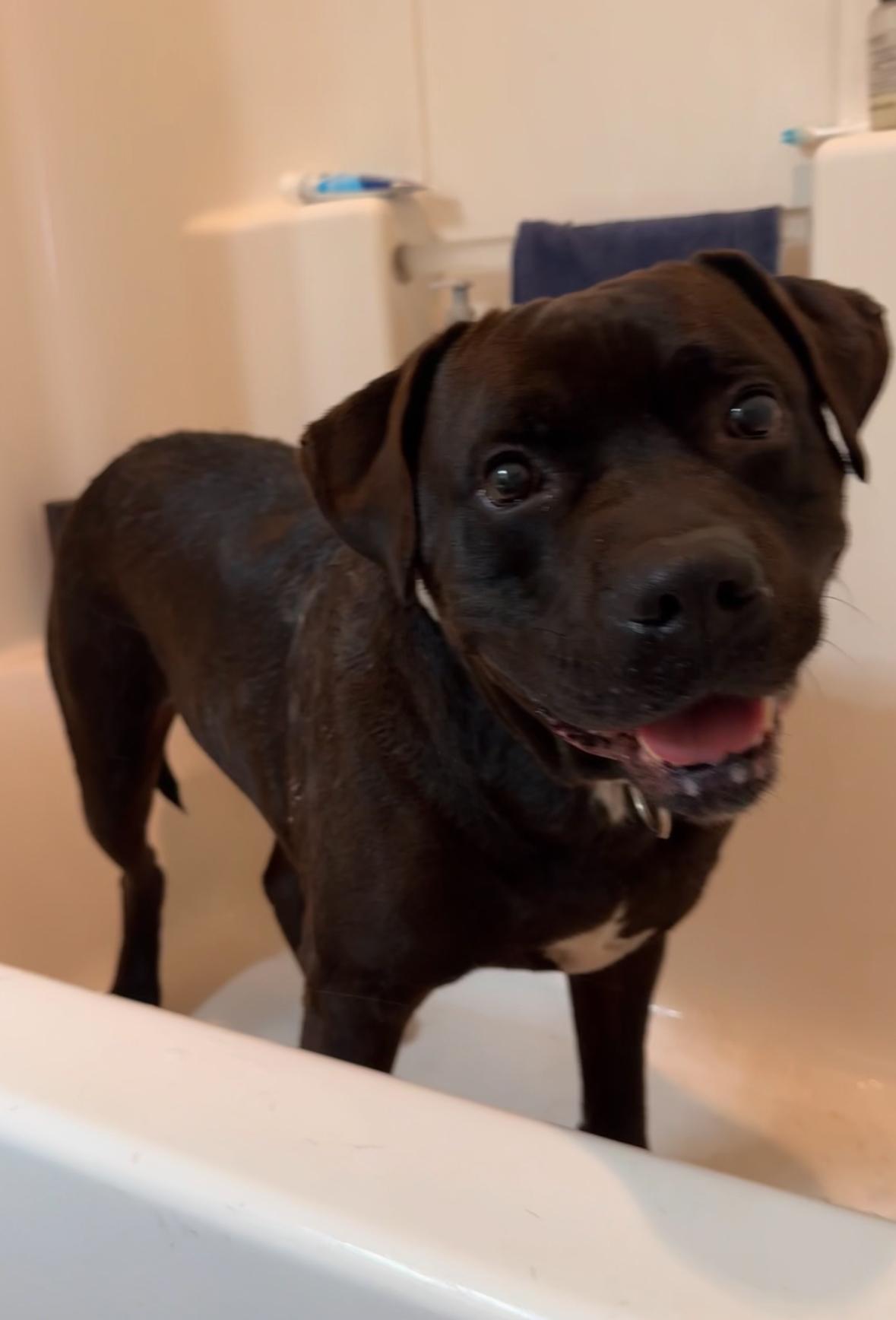 Enlarge Chewy, a Adoptable mixed breed in Prineville, OR image 4/6