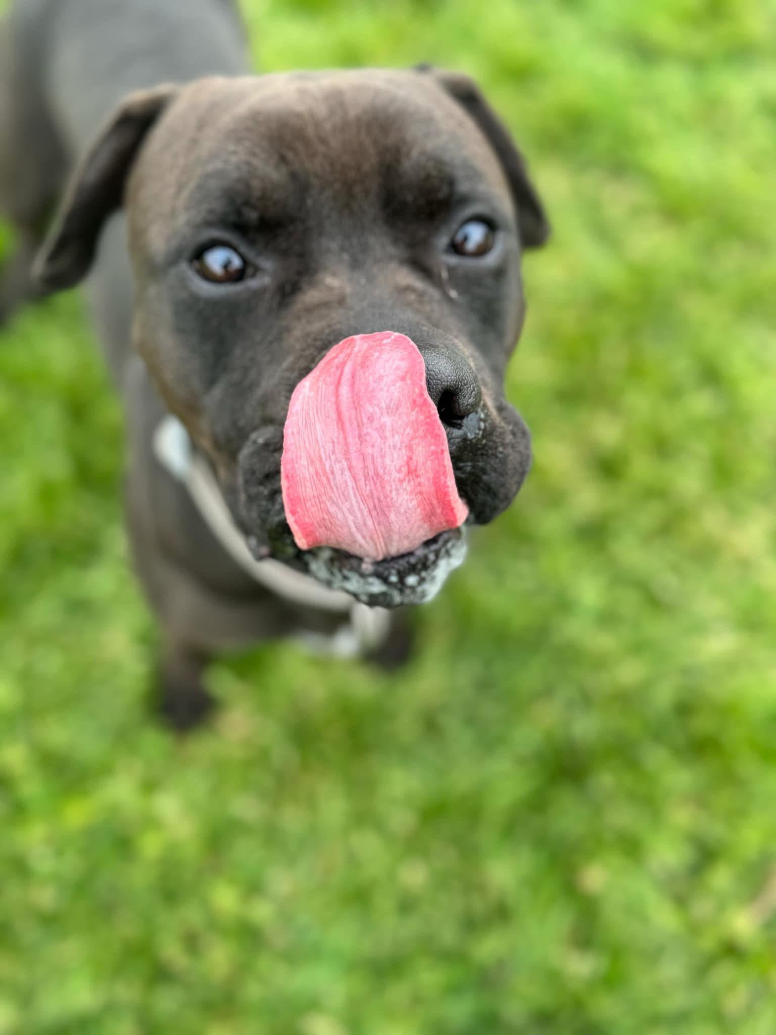Enlarge Chewy, a Adoptable mixed breed in Prineville, OR image 3/6