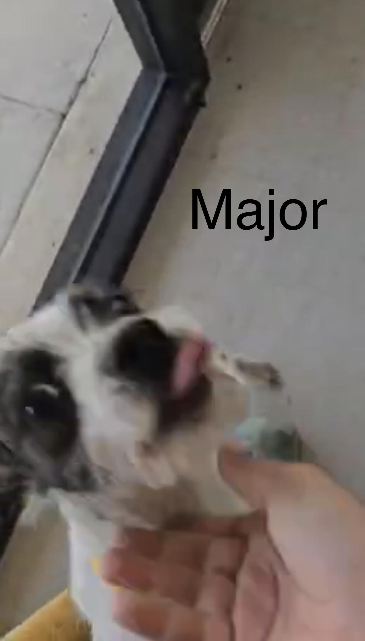 Enlarge Major, a ADOPTABLE Mixed Breed in Rock Hill, NY image 2/3