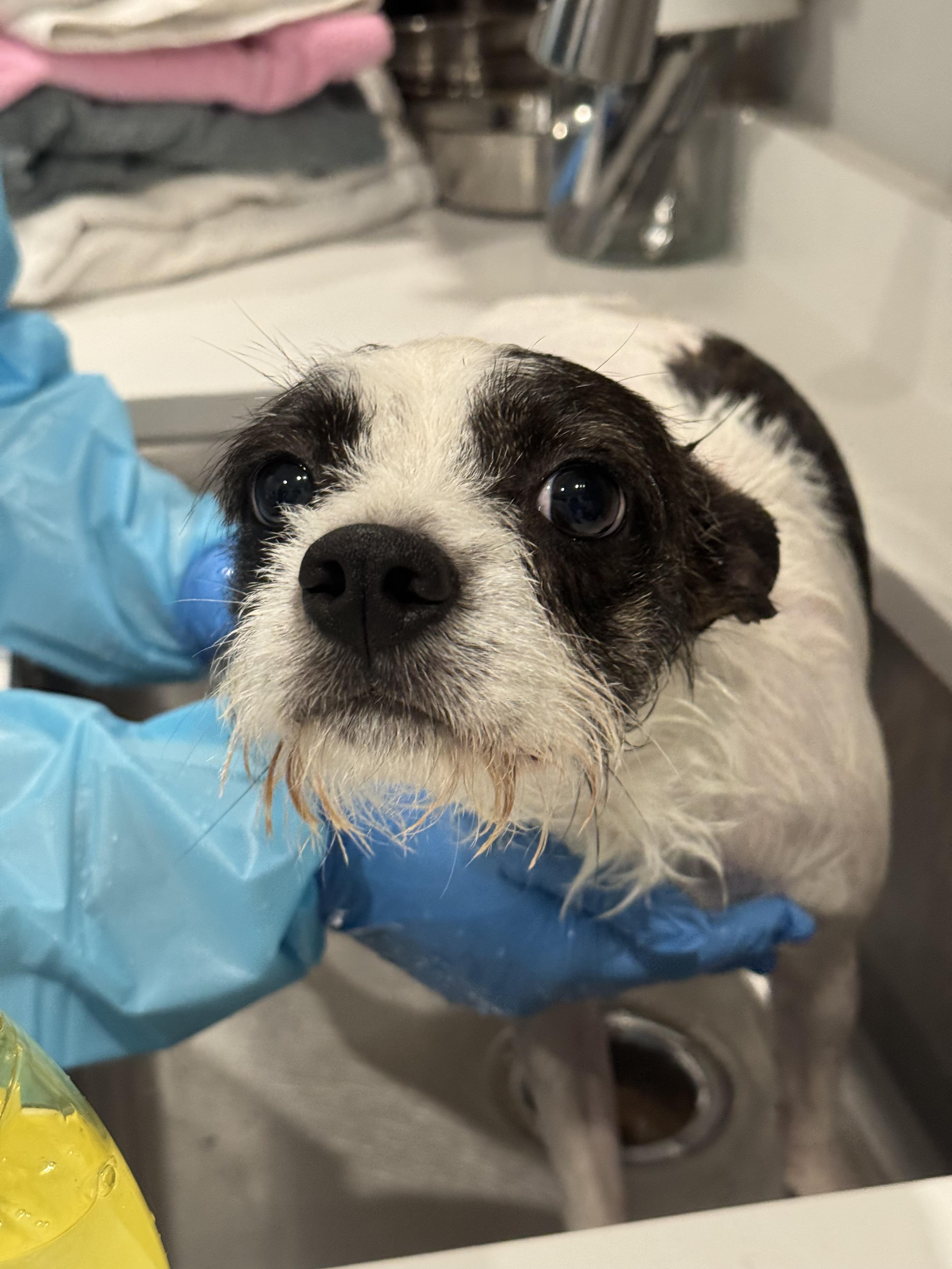 Major, ADOPTABLE, Young Male Mixed Breed.