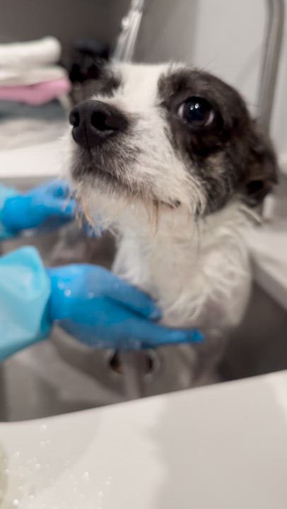 Enlarge Major, a ADOPTABLE Mixed Breed in Rock Hill, NY video 3/3