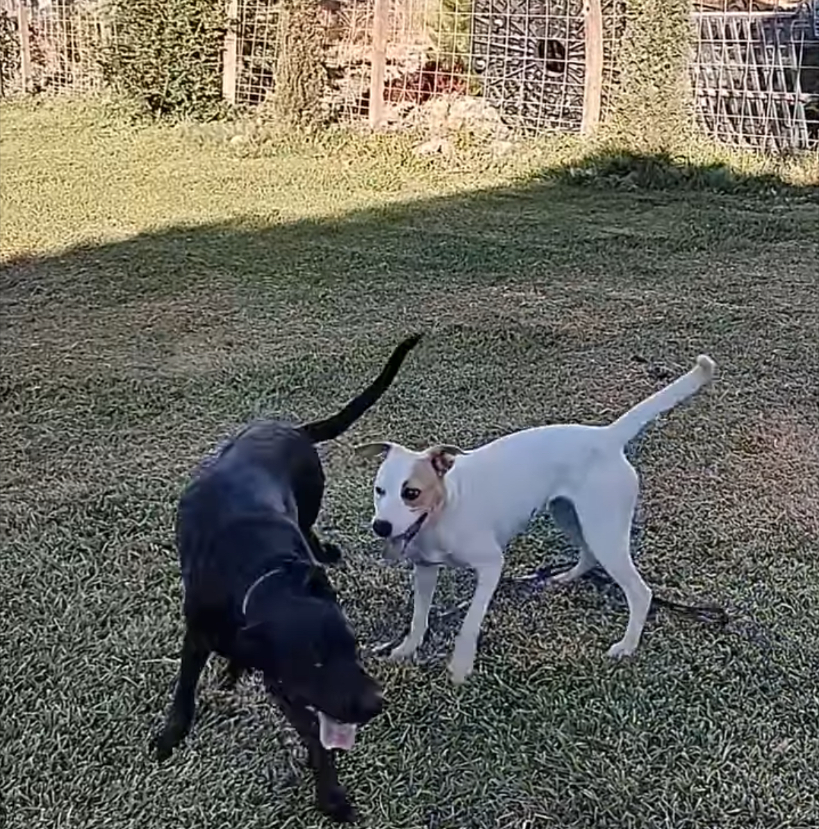 Jack, a Adoptable mixed breed in Hollister, CA image 2/5