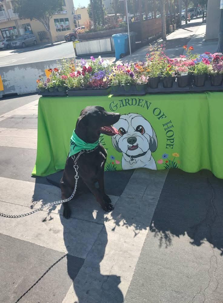 Jack, a Adoptable mixed breed in Hollister, CA image 3/5
