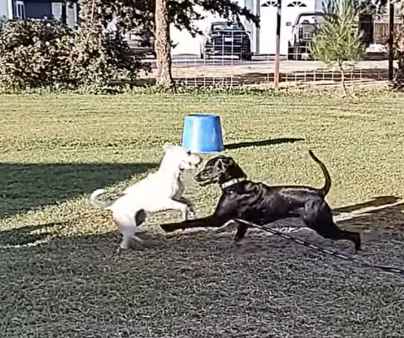 Jack, a Adoptable mixed breed in Hollister, CA image 5/5