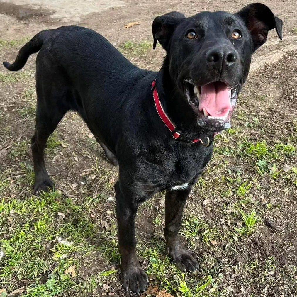 Jack, a Adoptable mixed breed in Hollister, CA image 1/5