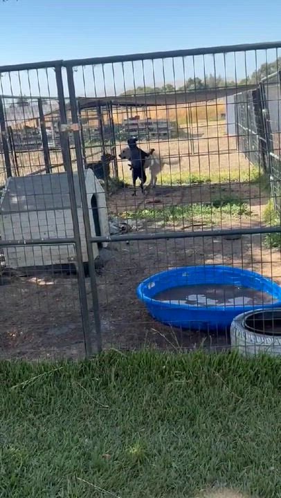Enlarge Jack, a Adoptable mixed breed in Hollister, CA video 6/6