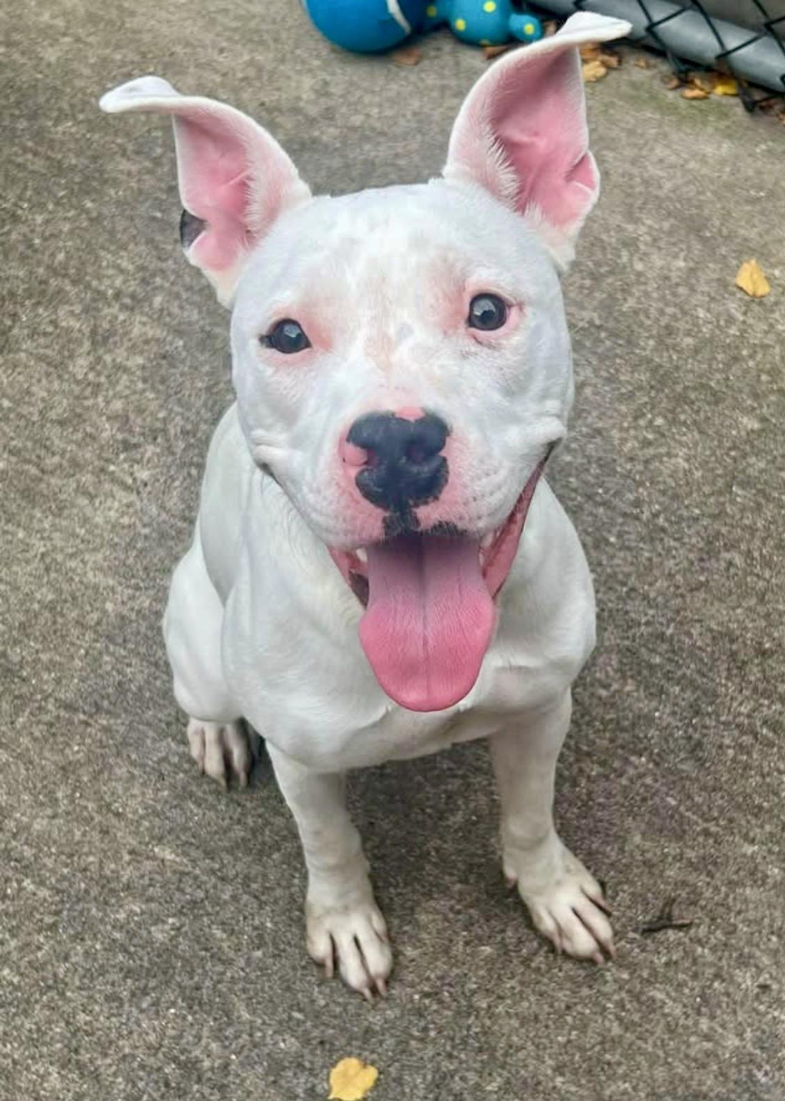 Enlarge Dottie, a Adoptable Pit Bull Terrier in Chicago, IL image 1/5