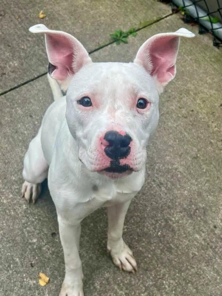 Enlarge Dottie, a Adoptable Pit Bull Terrier in Chicago, IL image 2/5
