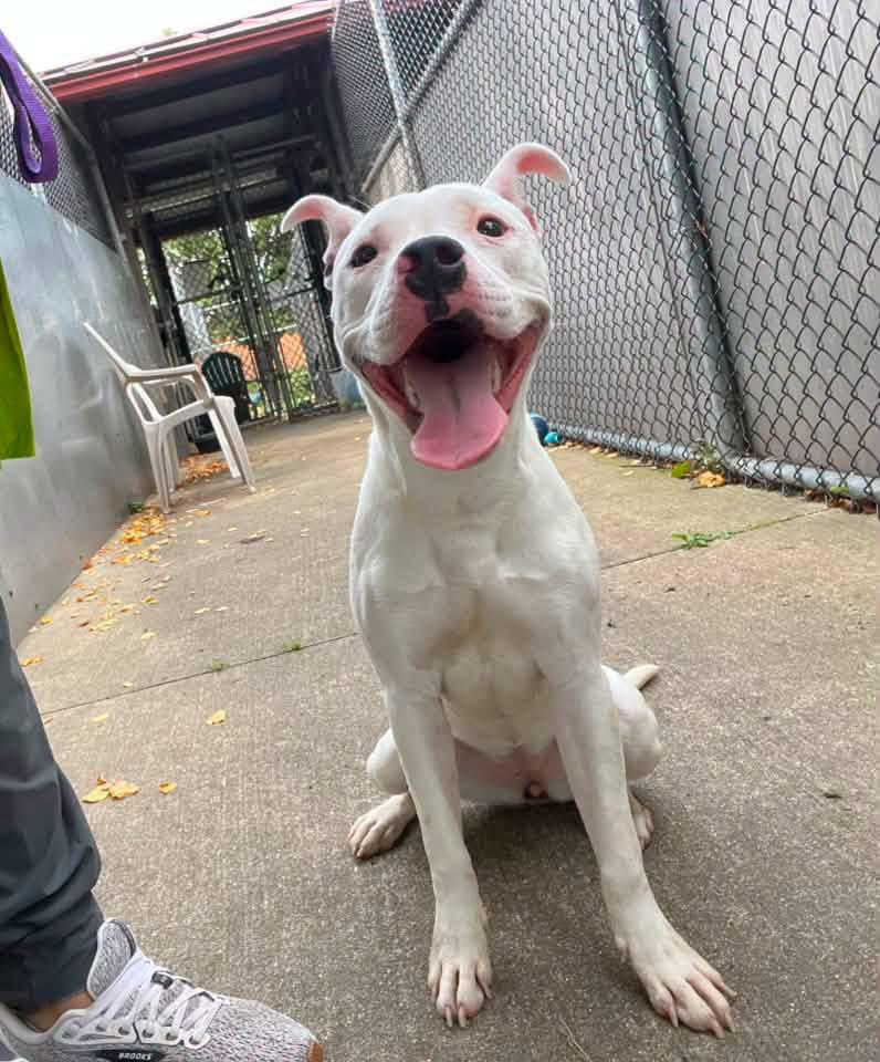 Enlarge Dottie, a Adoptable Pit Bull Terrier in Chicago, IL image 3/5