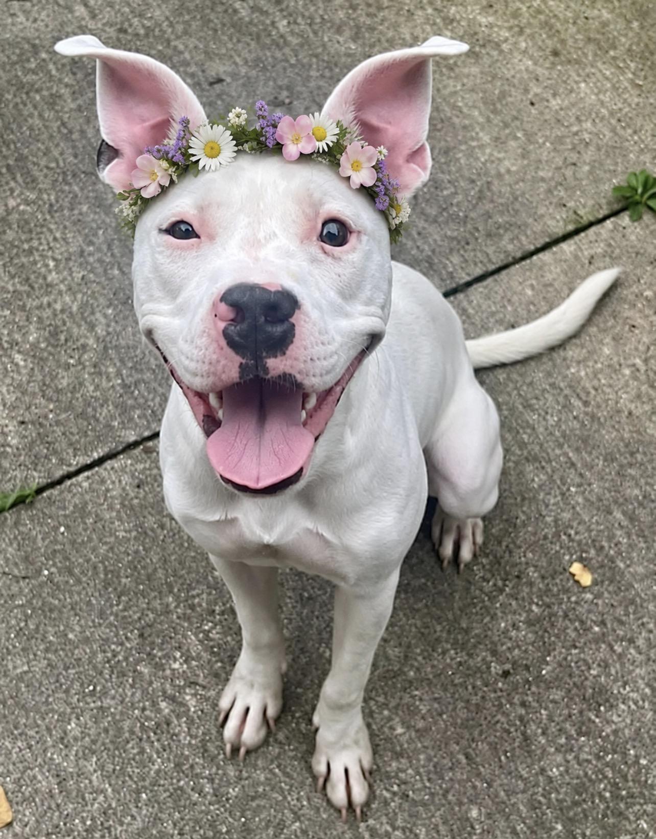 Enlarge Dottie, a Adoptable Pit Bull Terrier in Chicago, IL image 4/5